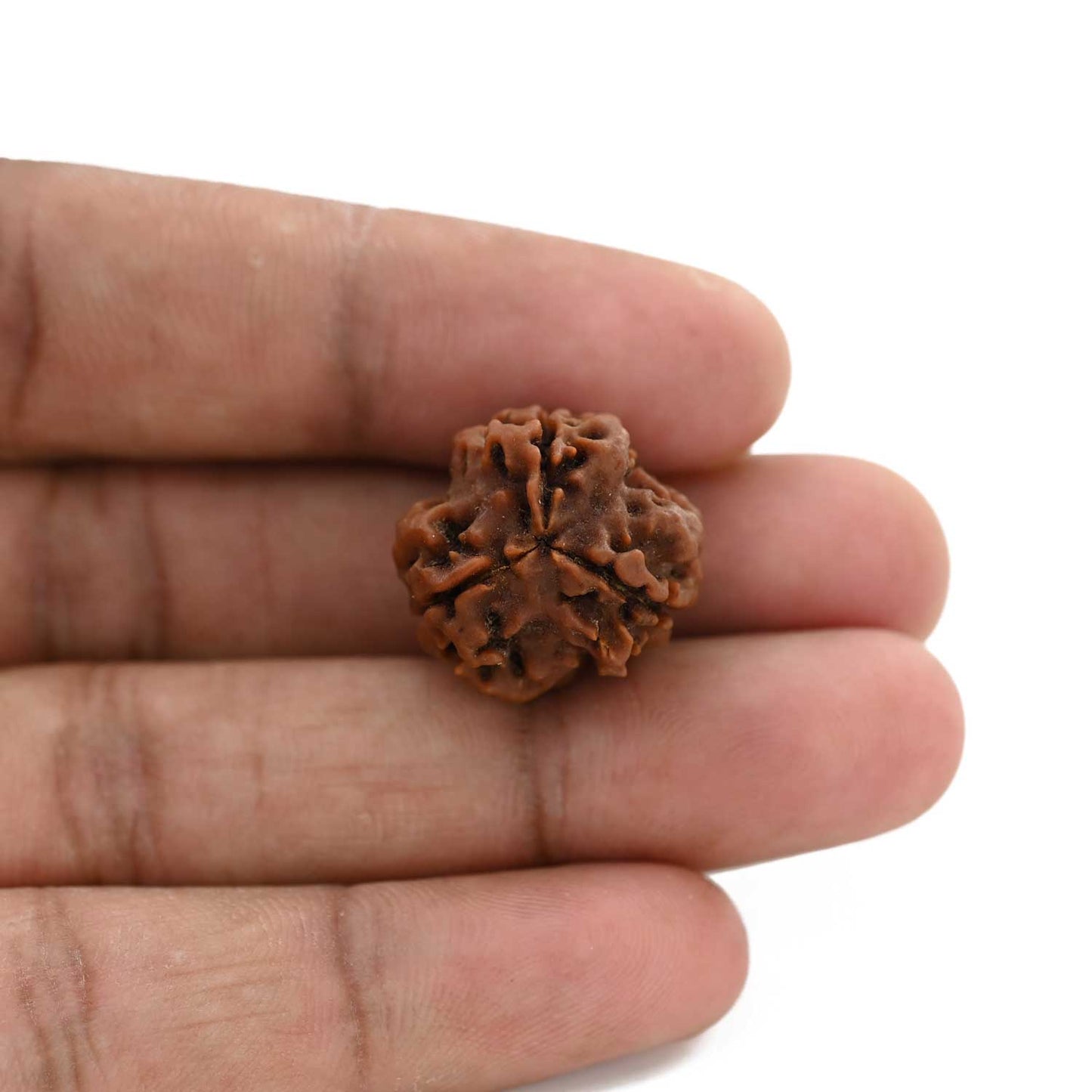 3 Mukhi Rudraksha (Nepal) 19.91 M.M.