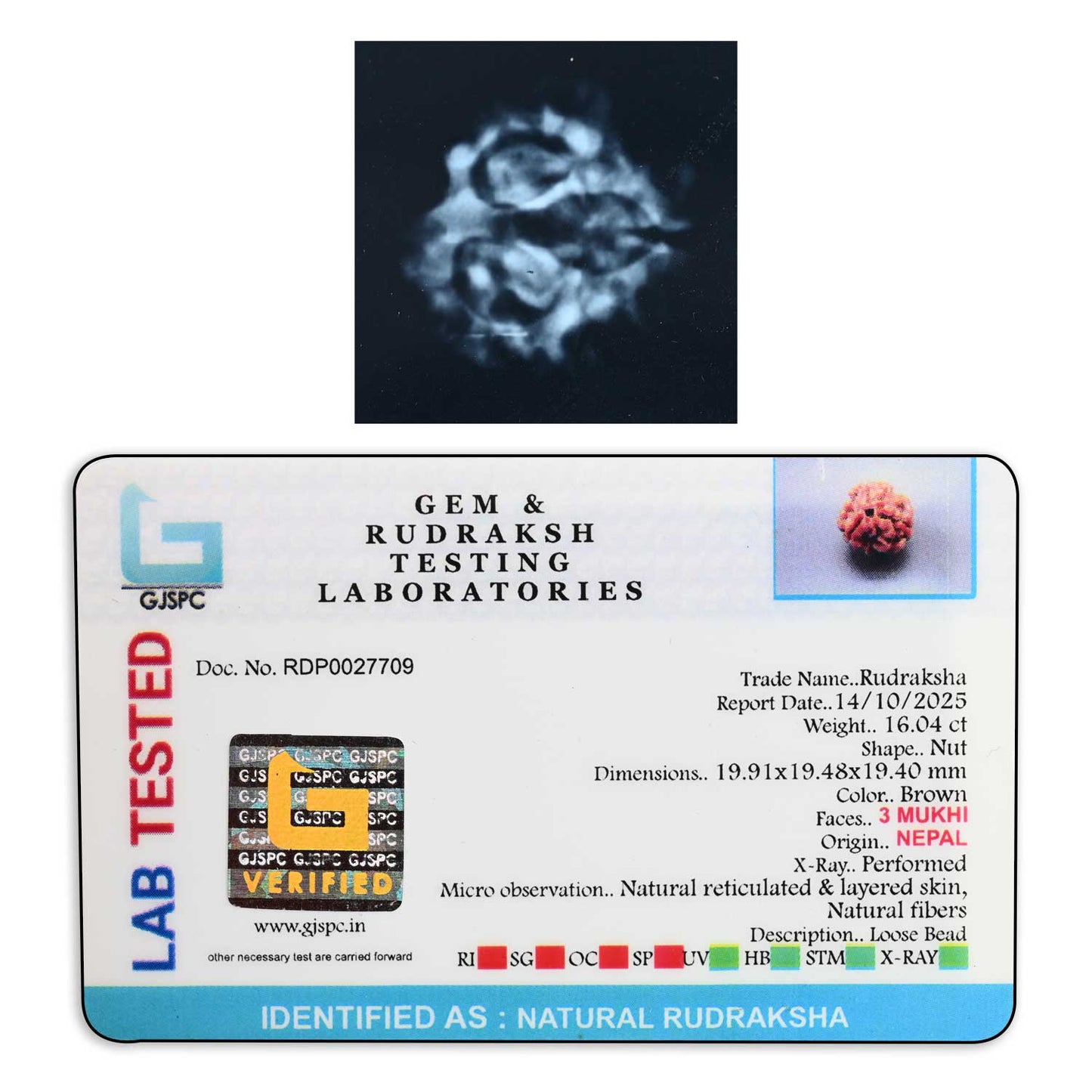 3 Mukhi Rudraksha (Nepal) 19.91 M.M.