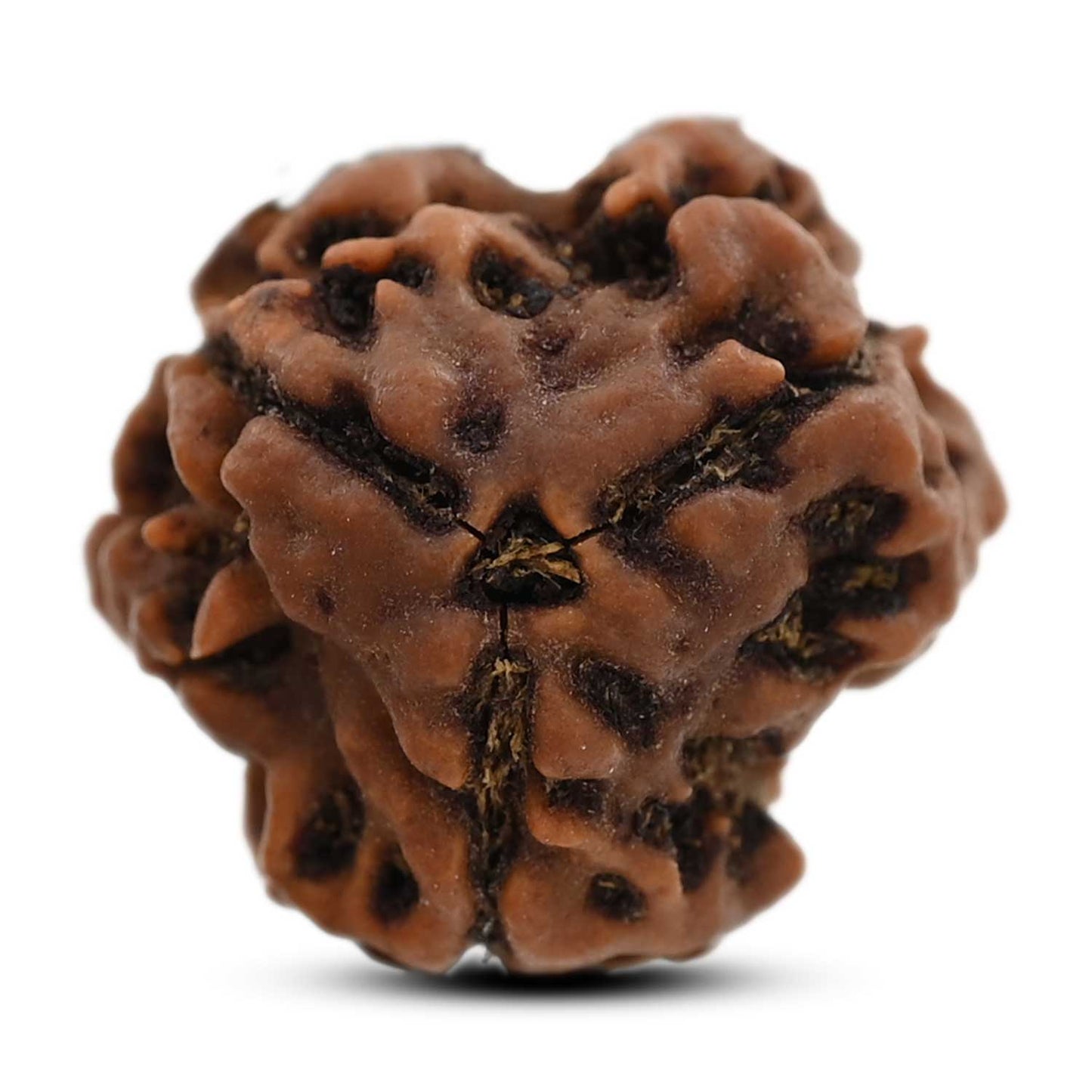 3 Mukhi Rudraksha (Nepal) 20.23 M.M.