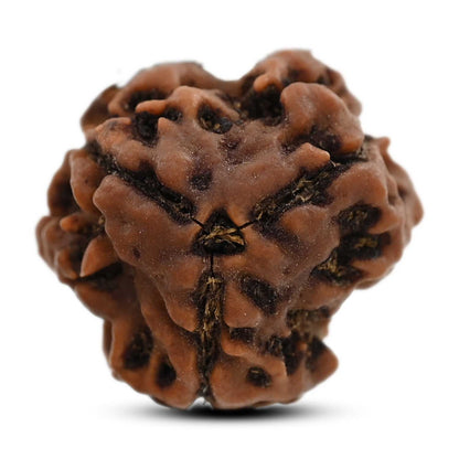 3 Mukhi Rudraksha (Nepal) 20.23 M.M.
