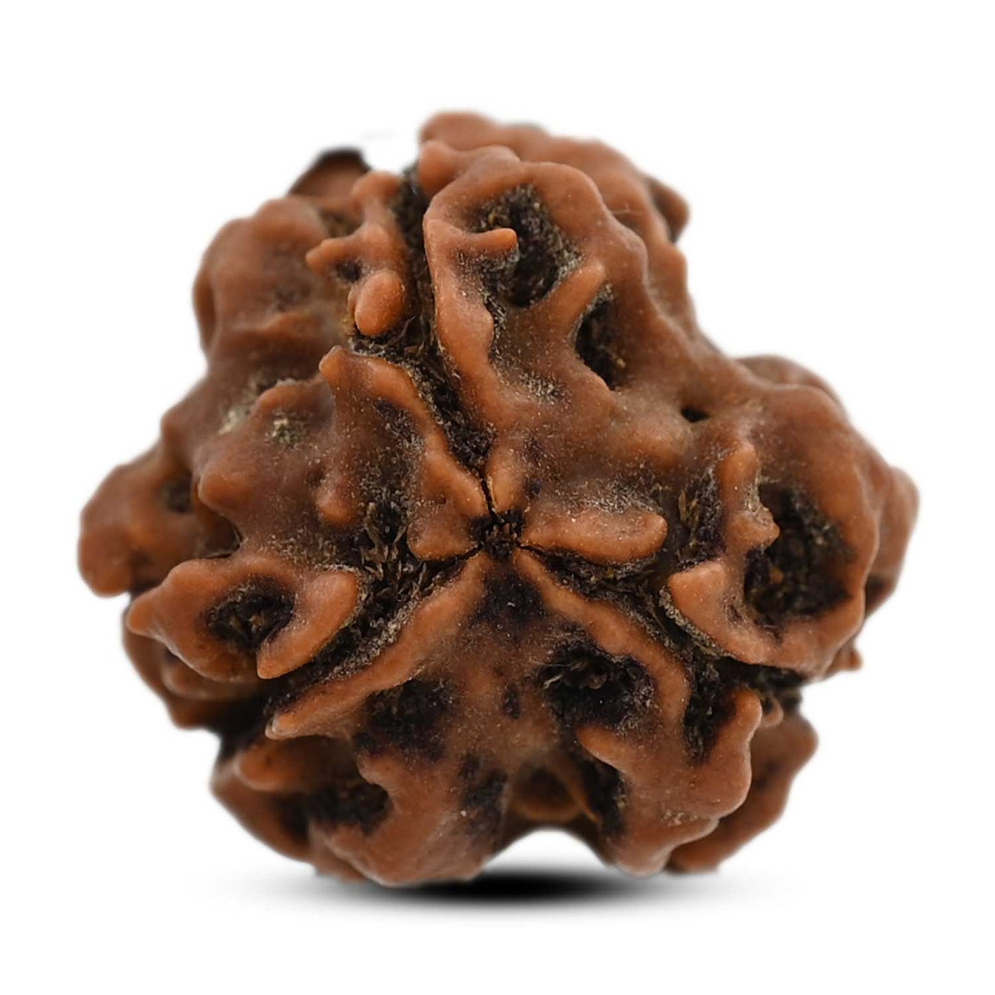 3 Mukhi Rudraksha (Nepal) 20.23 M.M.