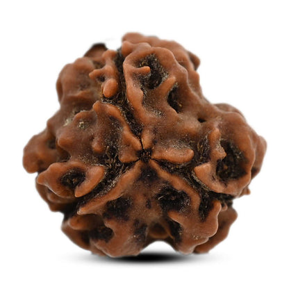 3 Mukhi Rudraksha (Nepal) 20.23 M.M.