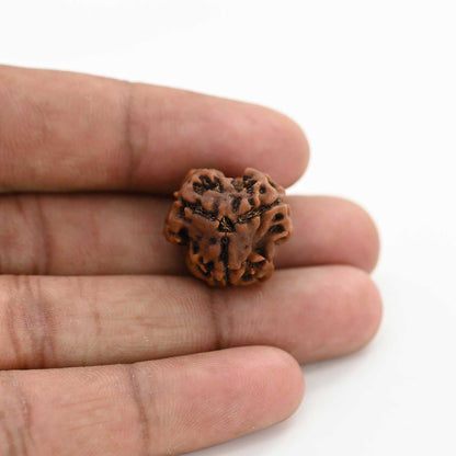 3 Mukhi Rudraksha (Nepal) 20.23 M.M.