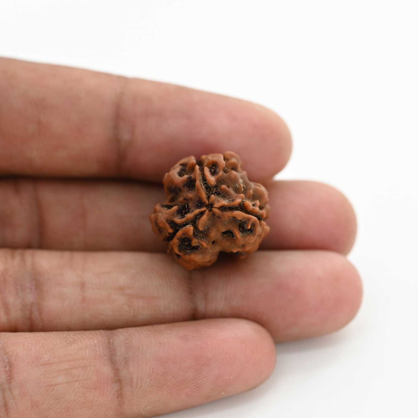 3 Mukhi Rudraksha (Nepal) 20.23 M.M.