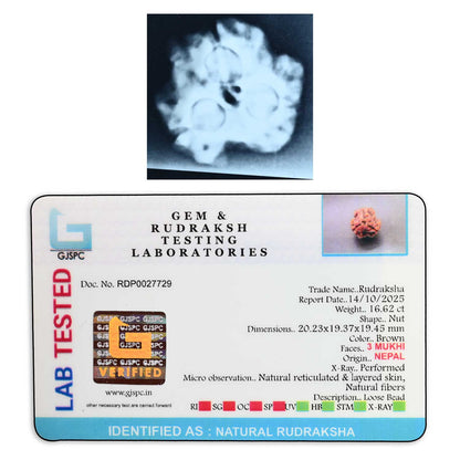 3 Mukhi Rudraksha (Nepal) 20.23 M.M.