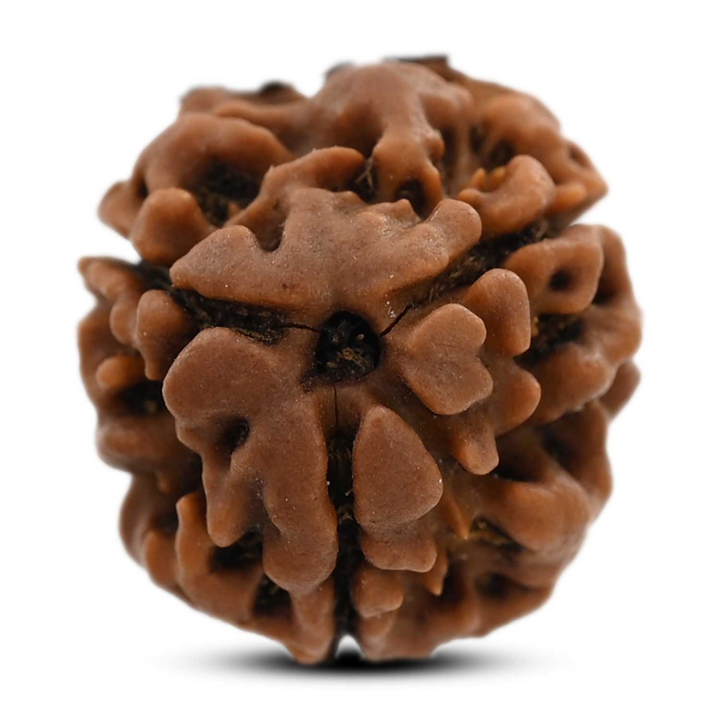 3 Mukhi Rudraksha (Nepal) 18.05 M.M.