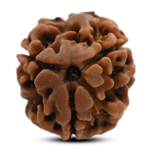 3 Mukhi Rudraksha (Nepal) 18.05 M.M.