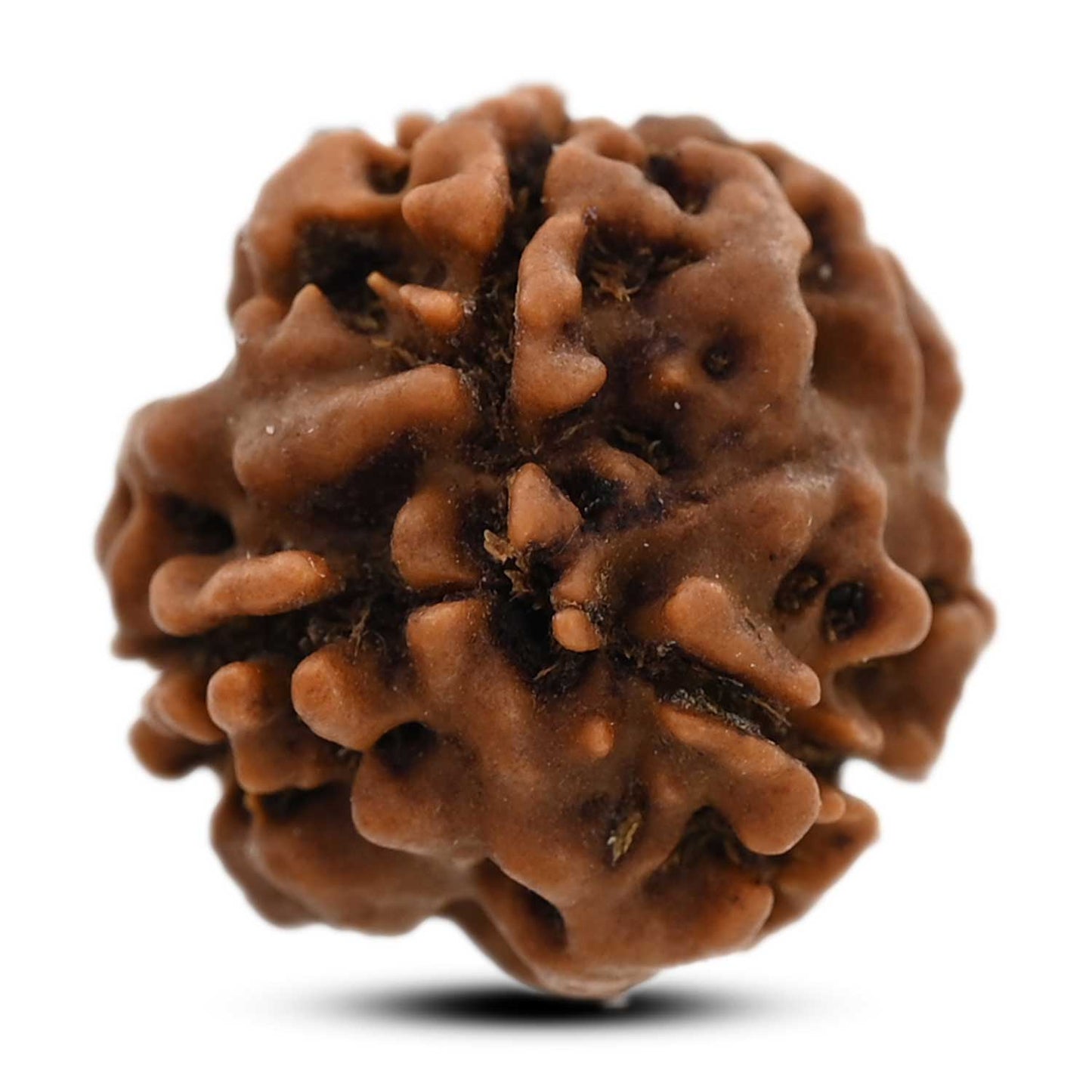 3 Mukhi Rudraksha (Nepal) 18.05 M.M.