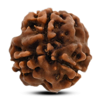 3 Mukhi Rudraksha (Nepal) 18.05 M.M.
