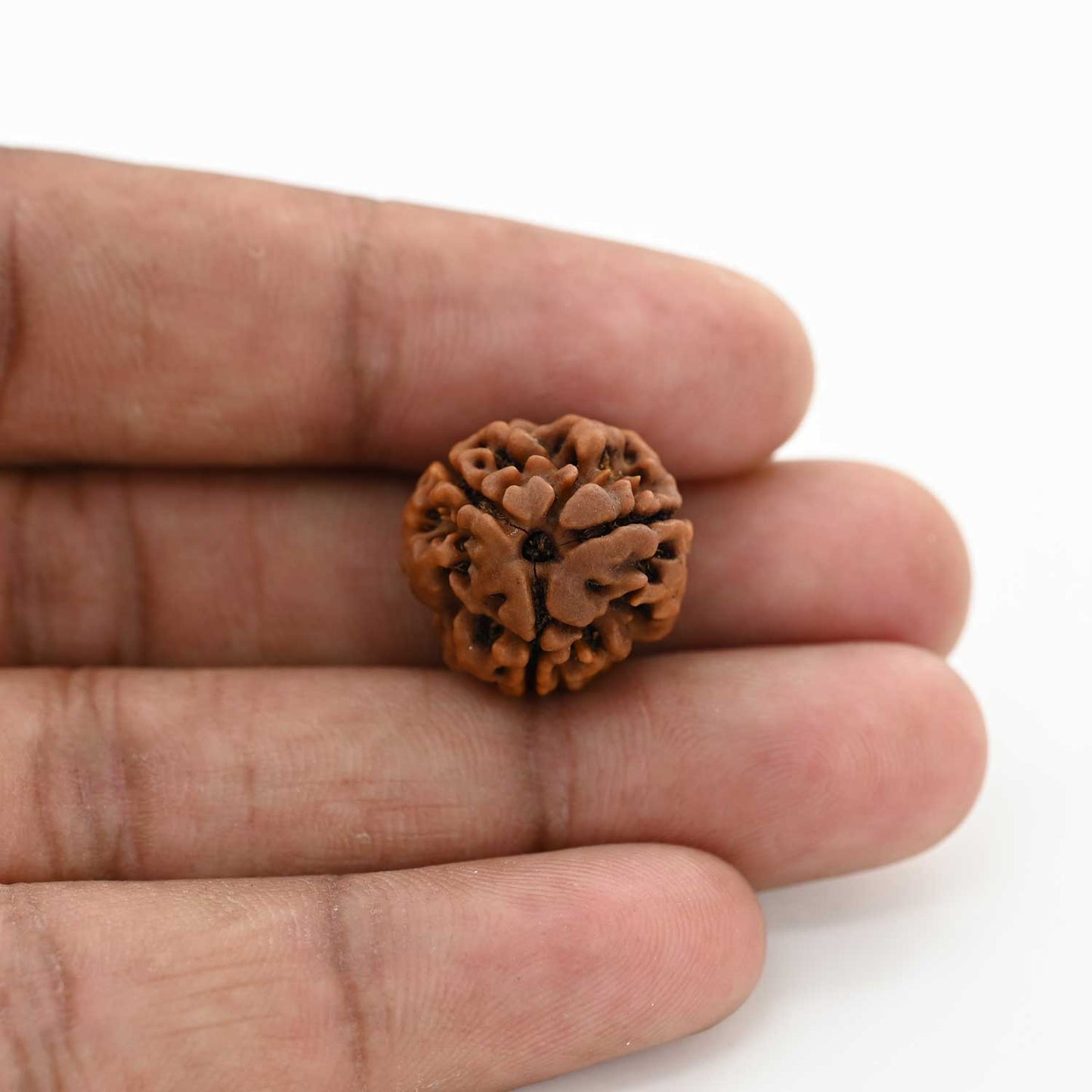 3 Mukhi Rudraksha (Nepal) 18.05 M.M.