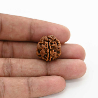 3 Mukhi Rudraksha (Nepal) 18.05 M.M.