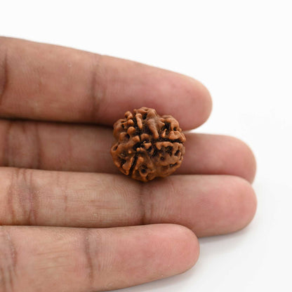 3 Mukhi Rudraksha (Nepal) 18.05 M.M.