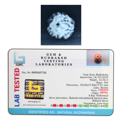 3 Mukhi Rudraksha (Nepal) 18.05 M.M.