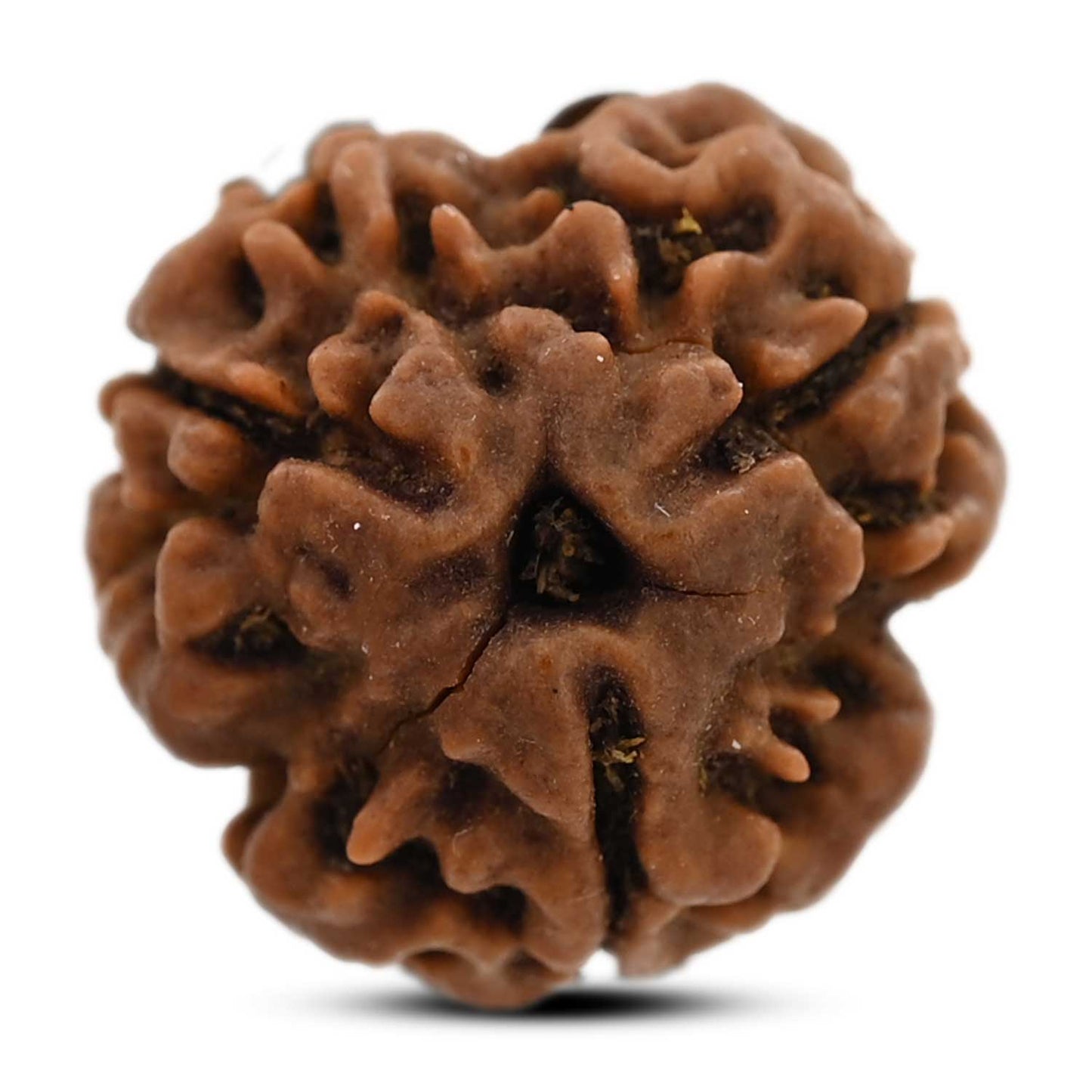 3 Mukhi Rudraksha (Nepal) 18.31 M.M.