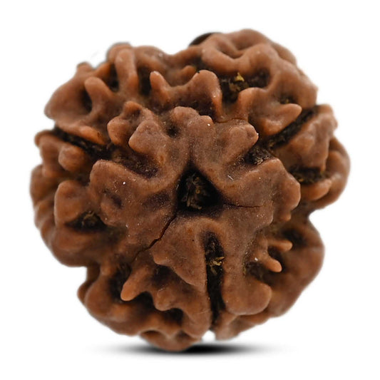 3 Mukhi Rudraksha (Nepal) 18.31 M.M.