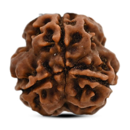 3 Mukhi Rudraksha (Nepal) 18.31 M.M.