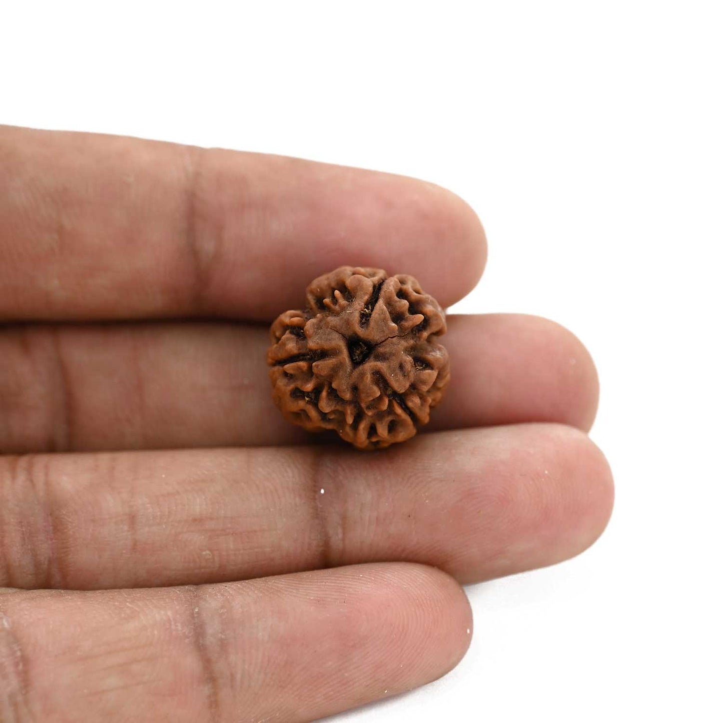 3 Mukhi Rudraksha (Nepal) 18.31 M.M.