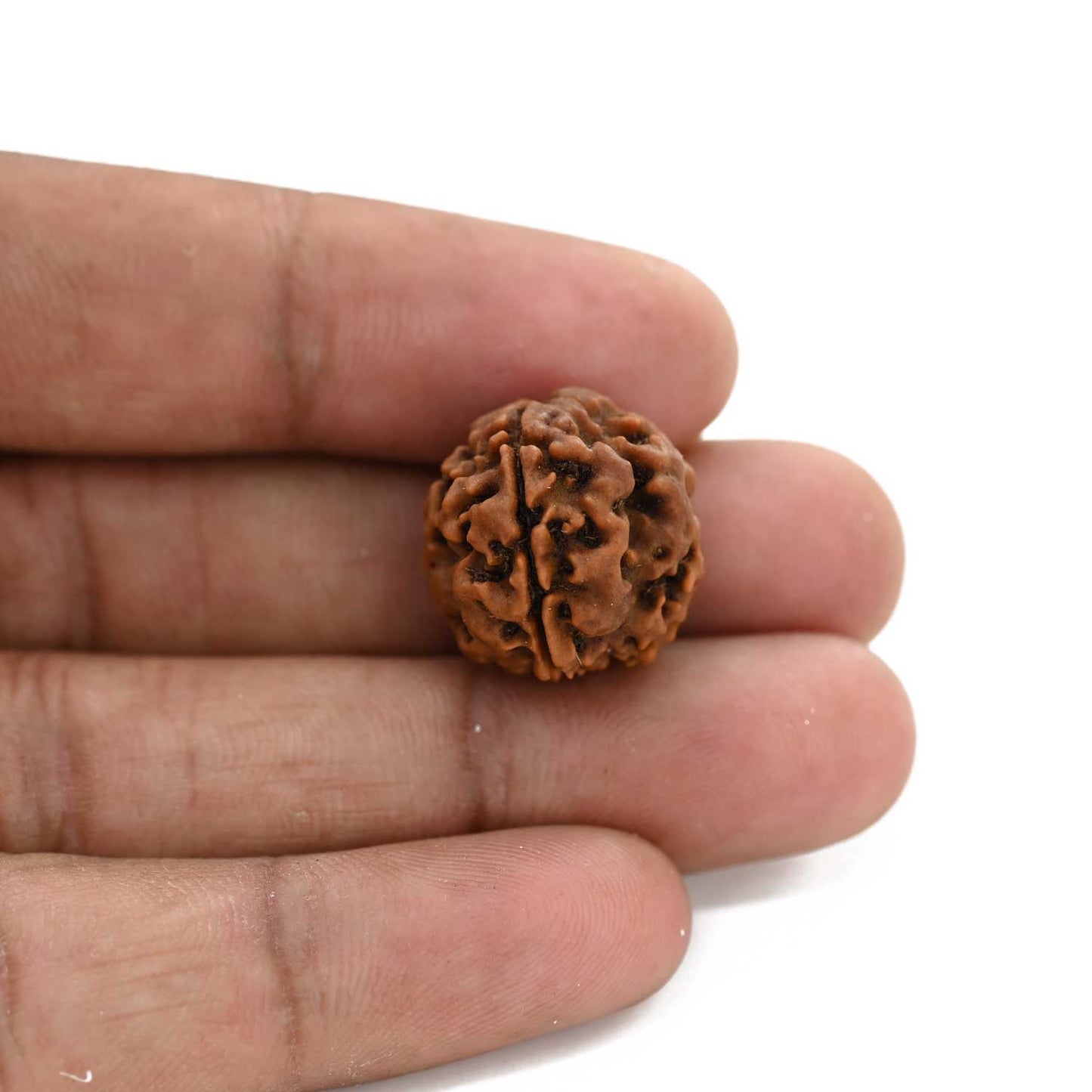 3 Mukhi Rudraksha (Nepal) 18.31 M.M.