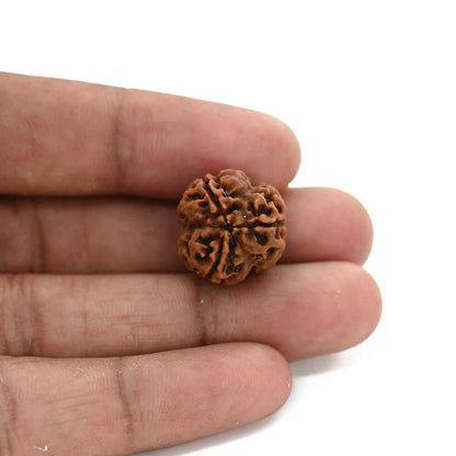 3 Mukhi Rudraksha (Nepal) 18.31 M.M.