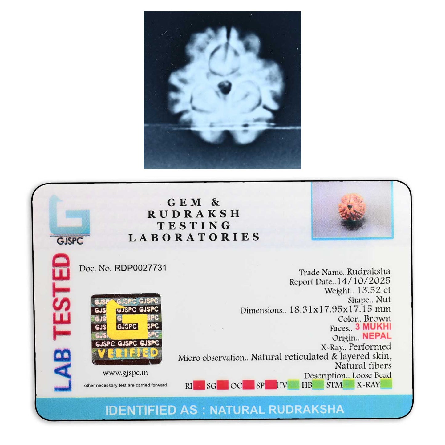 3 Mukhi Rudraksha (Nepal) 18.31 M.M.