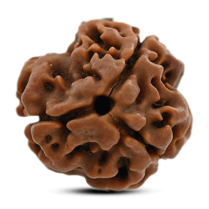 3 Mukhi Rudraksha (Nepal) 20.41 M.M.
