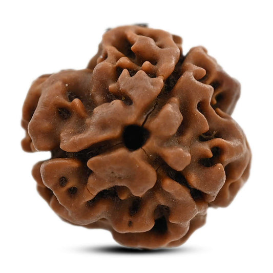 3 Mukhi Rudraksha (Nepal) 20.41 M.M.