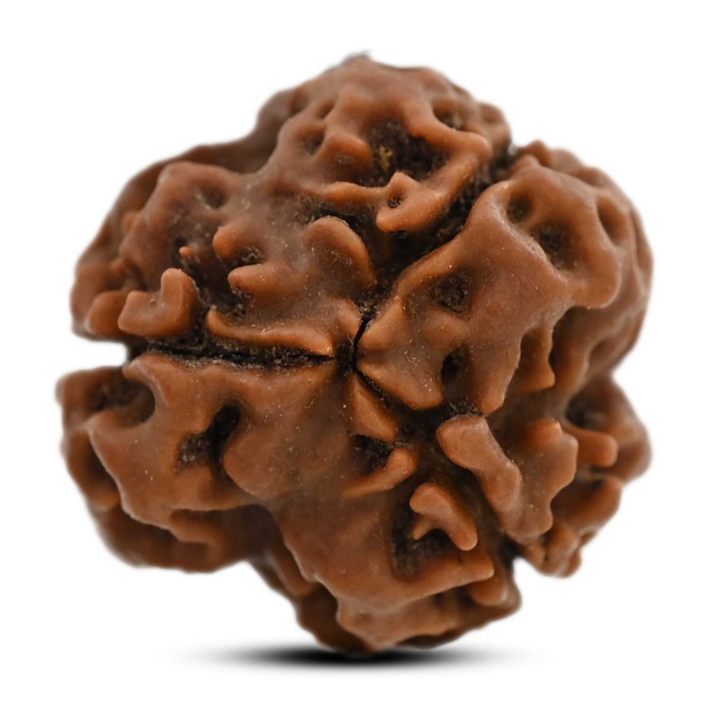 3 Mukhi Rudraksha (Nepal) 20.41 M.M.