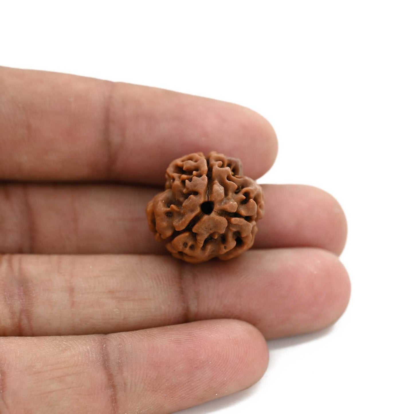 3 Mukhi Rudraksha (Nepal) 20.41 M.M.