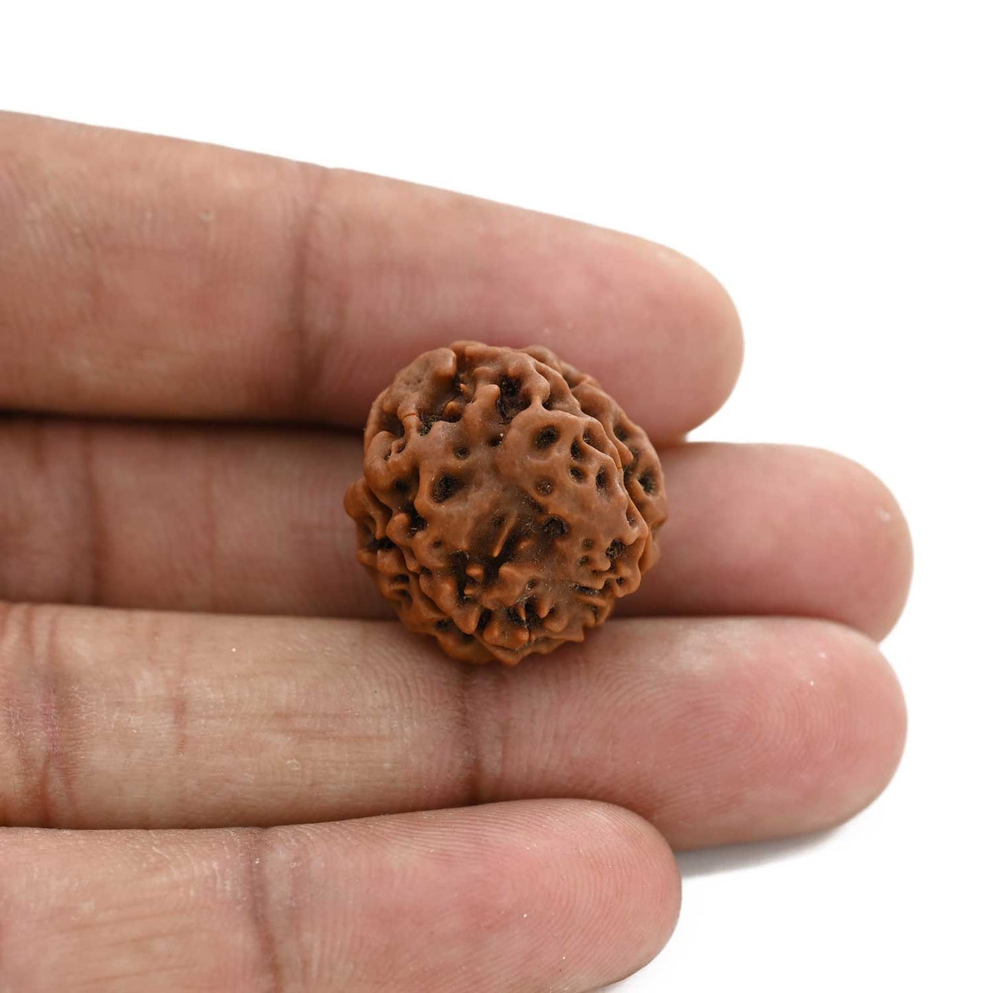 3 Mukhi Rudraksha (Nepal) 20.41 M.M.