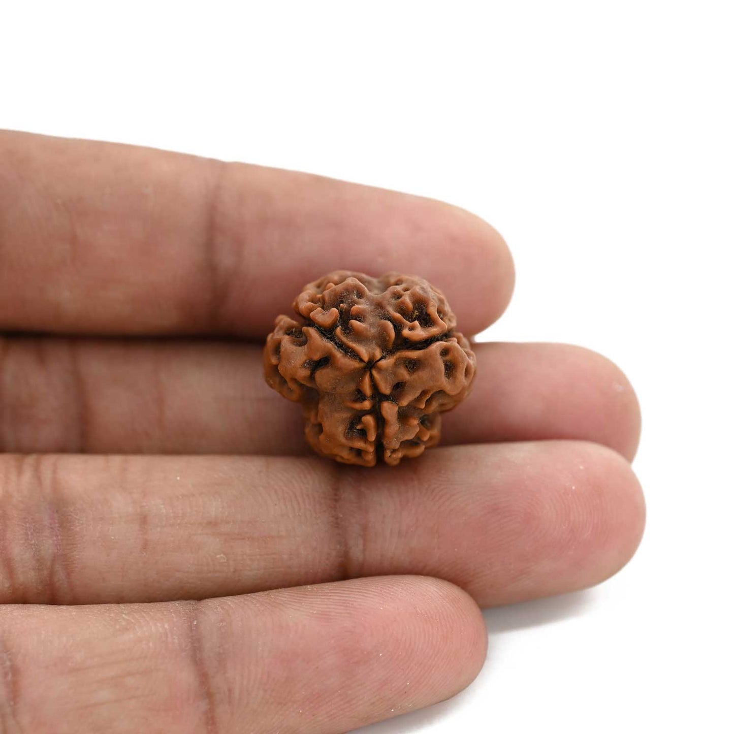 3 Mukhi Rudraksha (Nepal) 20.41 M.M.