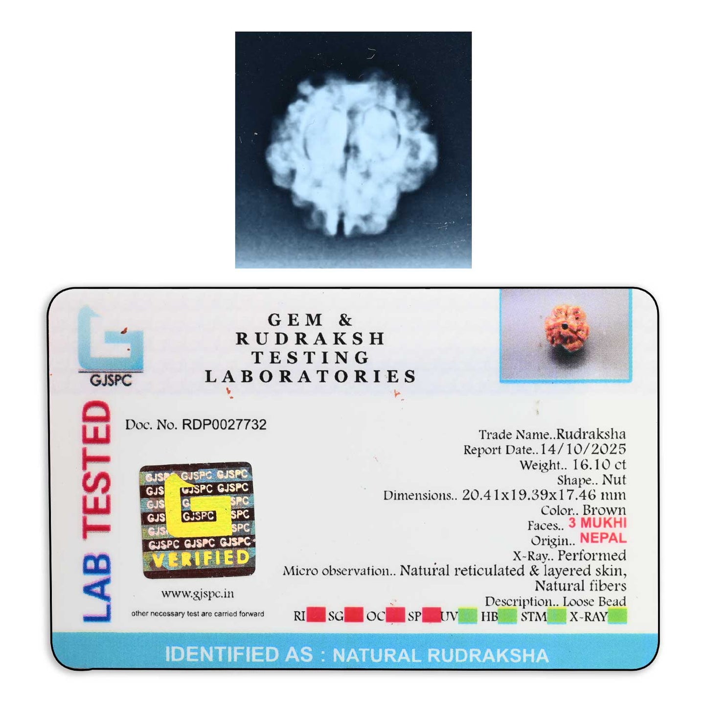3 Mukhi Rudraksha (Nepal) 20.41 M.M.