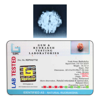 3 Mukhi Rudraksha (Nepal) 20.41 M.M.