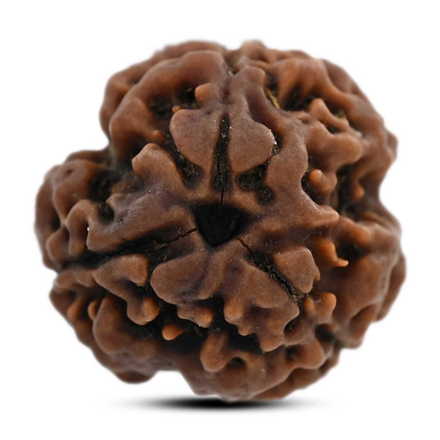 3 Mukhi Rudraksha (Nepal) 18.63 M.M.