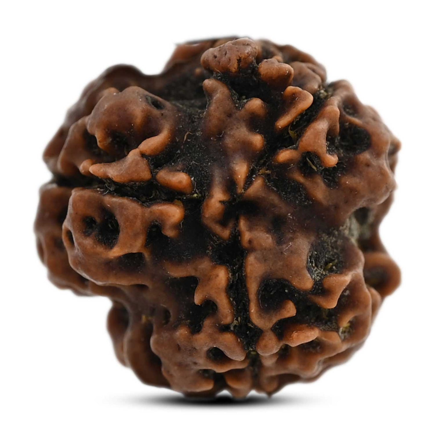 3 Mukhi Rudraksha (Nepal) 18.63 M.M.