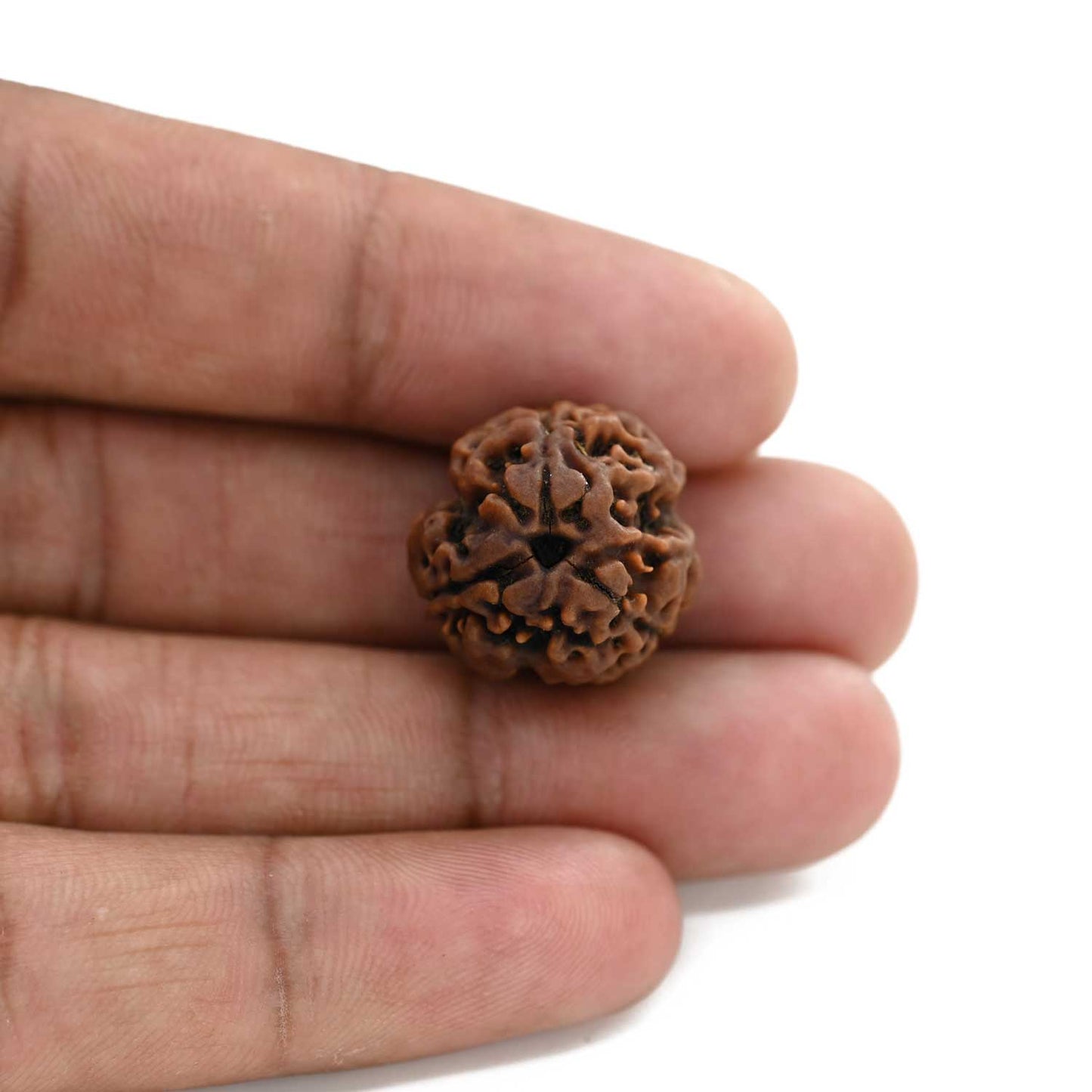 3 Mukhi Rudraksha (Nepal) 18.63 M.M.