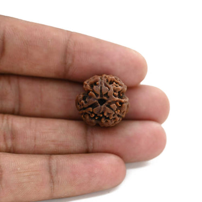 3 Mukhi Rudraksha (Nepal) 18.63 M.M.