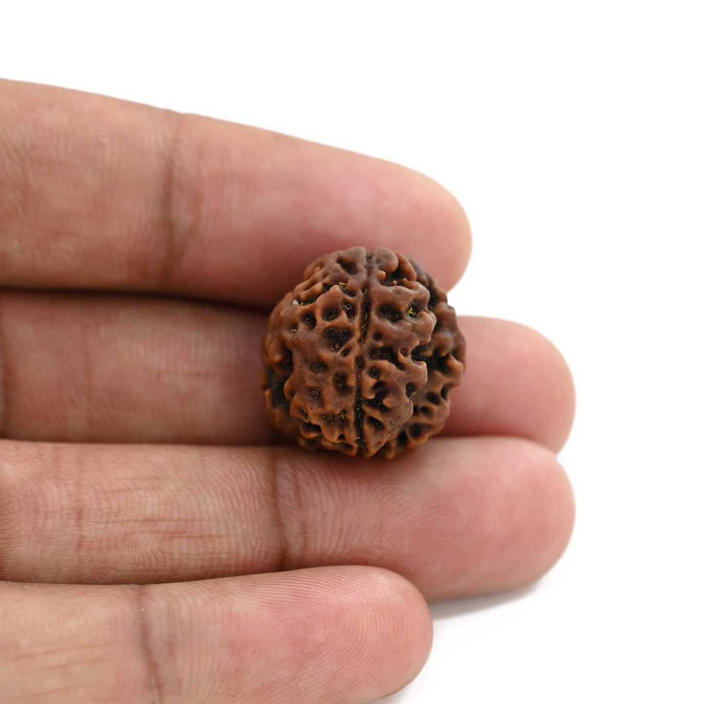 3 Mukhi Rudraksha (Nepal) 18.63 M.M.