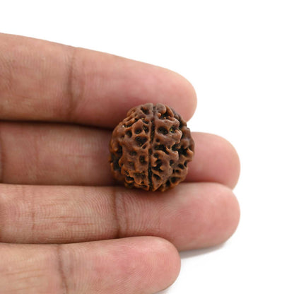 3 Mukhi Rudraksha (Nepal) 18.63 M.M.