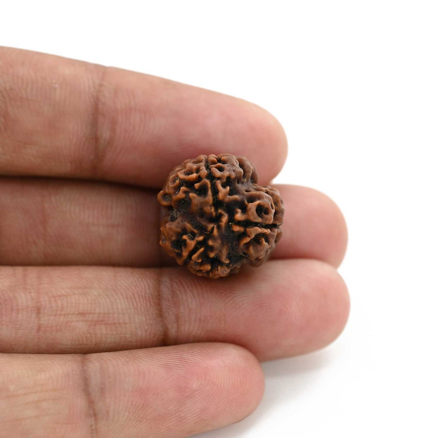 3 Mukhi Rudraksha (Nepal) 18.63 M.M.