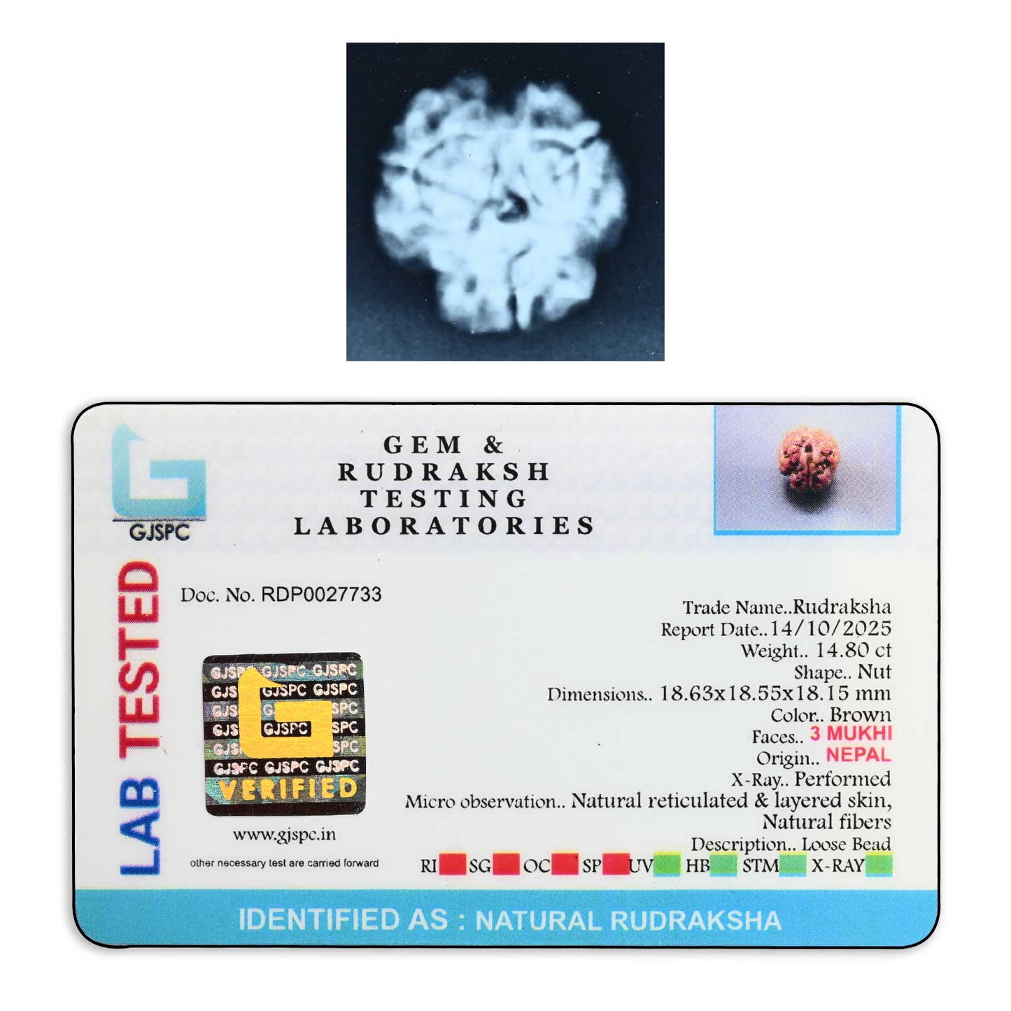 3 Mukhi Rudraksha (Nepal) 18.63 M.M.