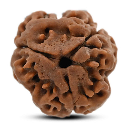 3 Mukhi Rudraksha (Nepal) 19.40 M.M.
