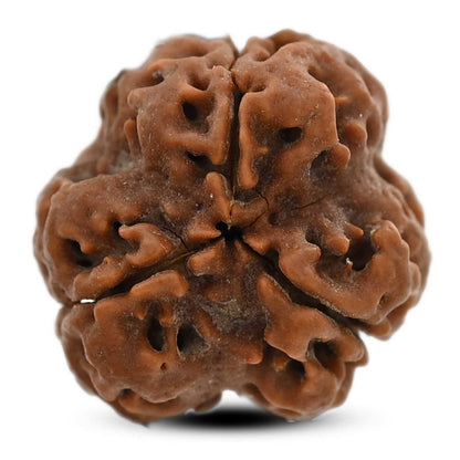 3 Mukhi Rudraksha (Nepal) 19.40 M.M.