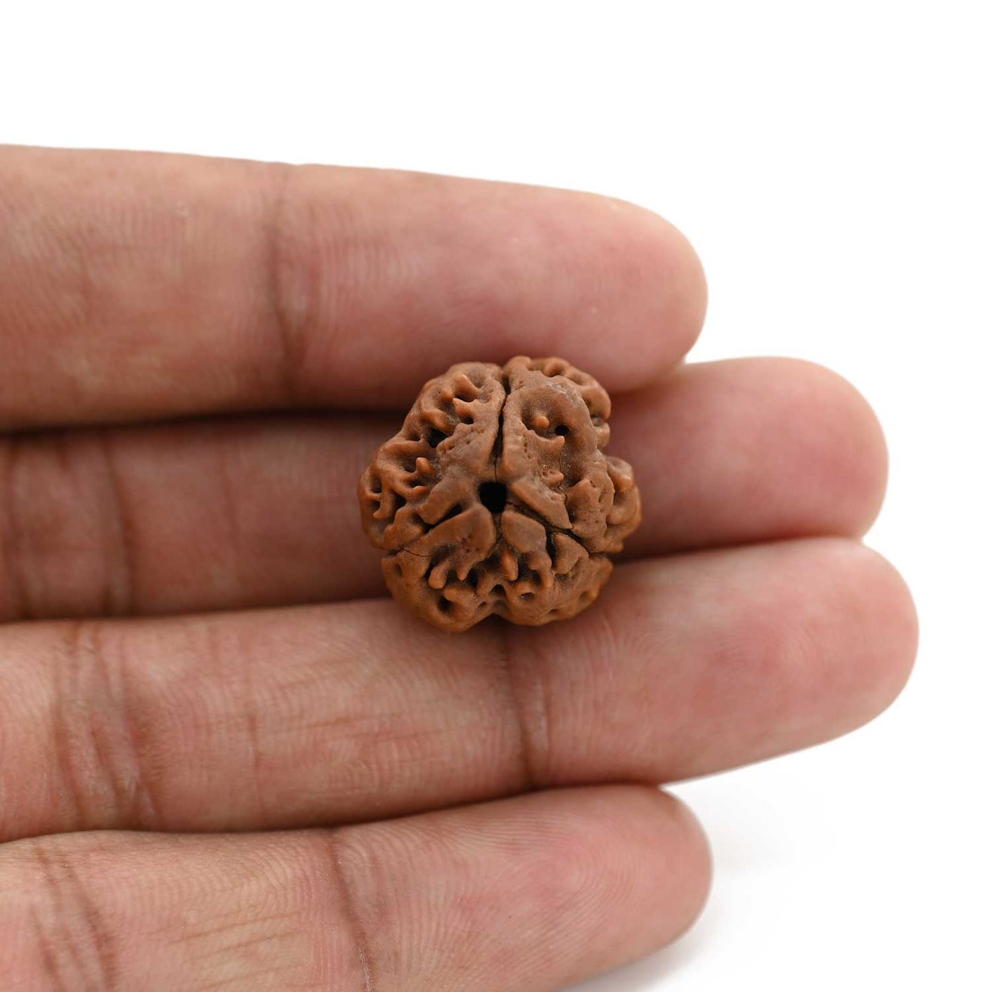 3 Mukhi Rudraksha (Nepal) 19.40 M.M.