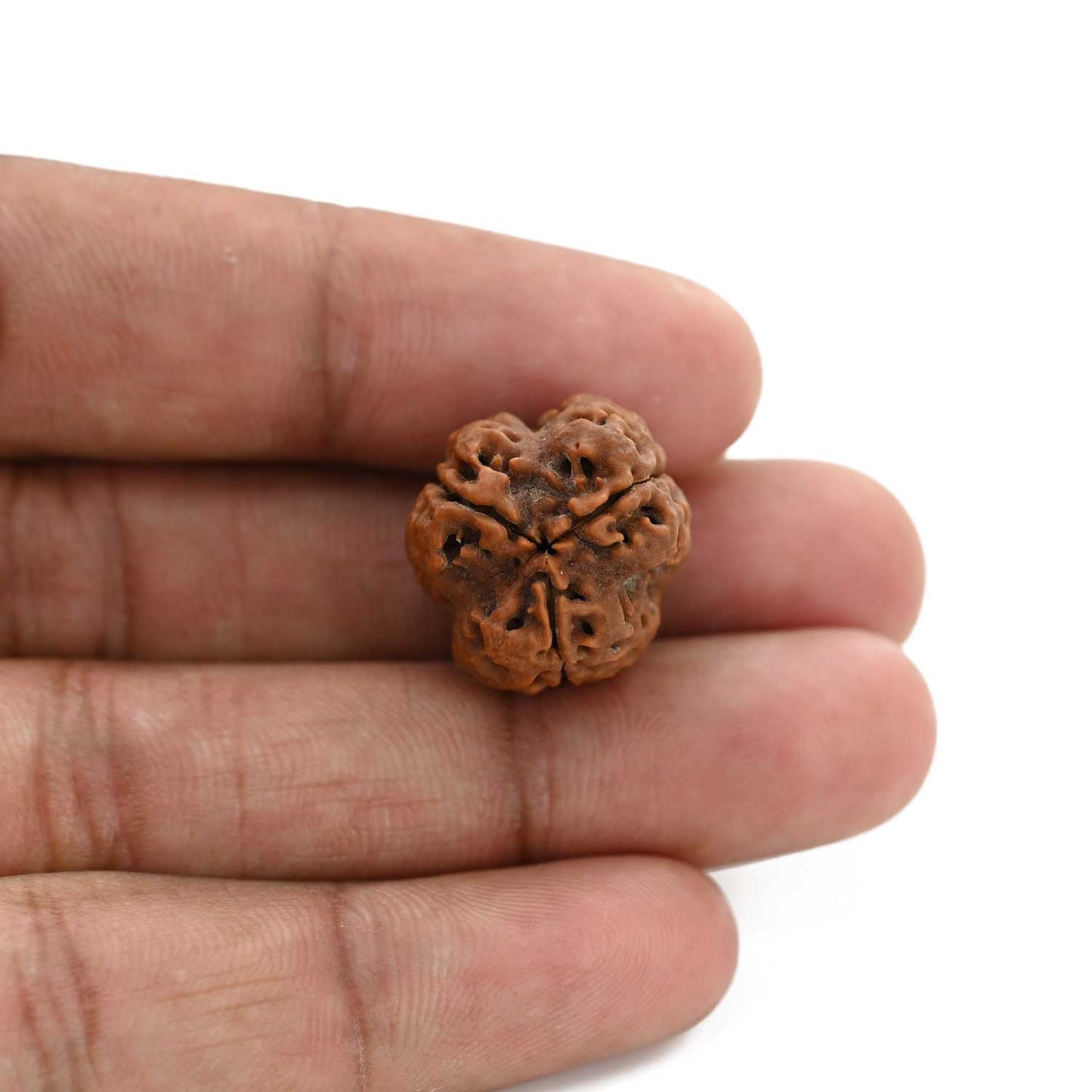 3 Mukhi Rudraksha (Nepal) 19.40 M.M.