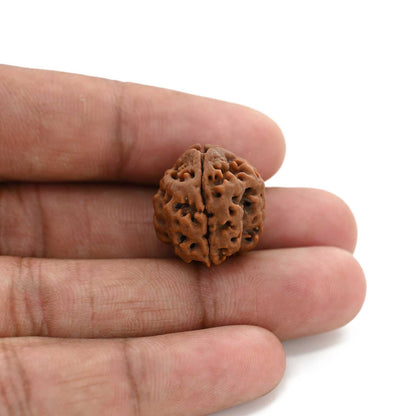 3 Mukhi Rudraksha (Nepal) 19.40 M.M.