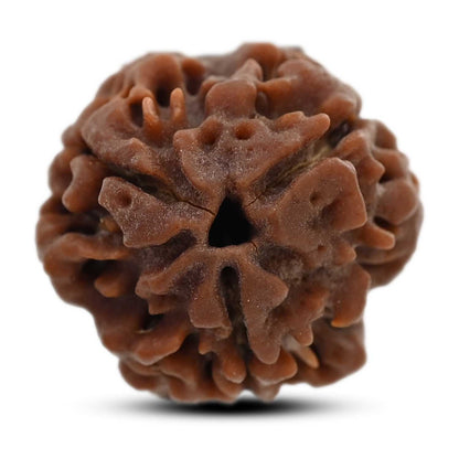 3 Mukhi Rudraksha (Nepal) 21.04 M.M.