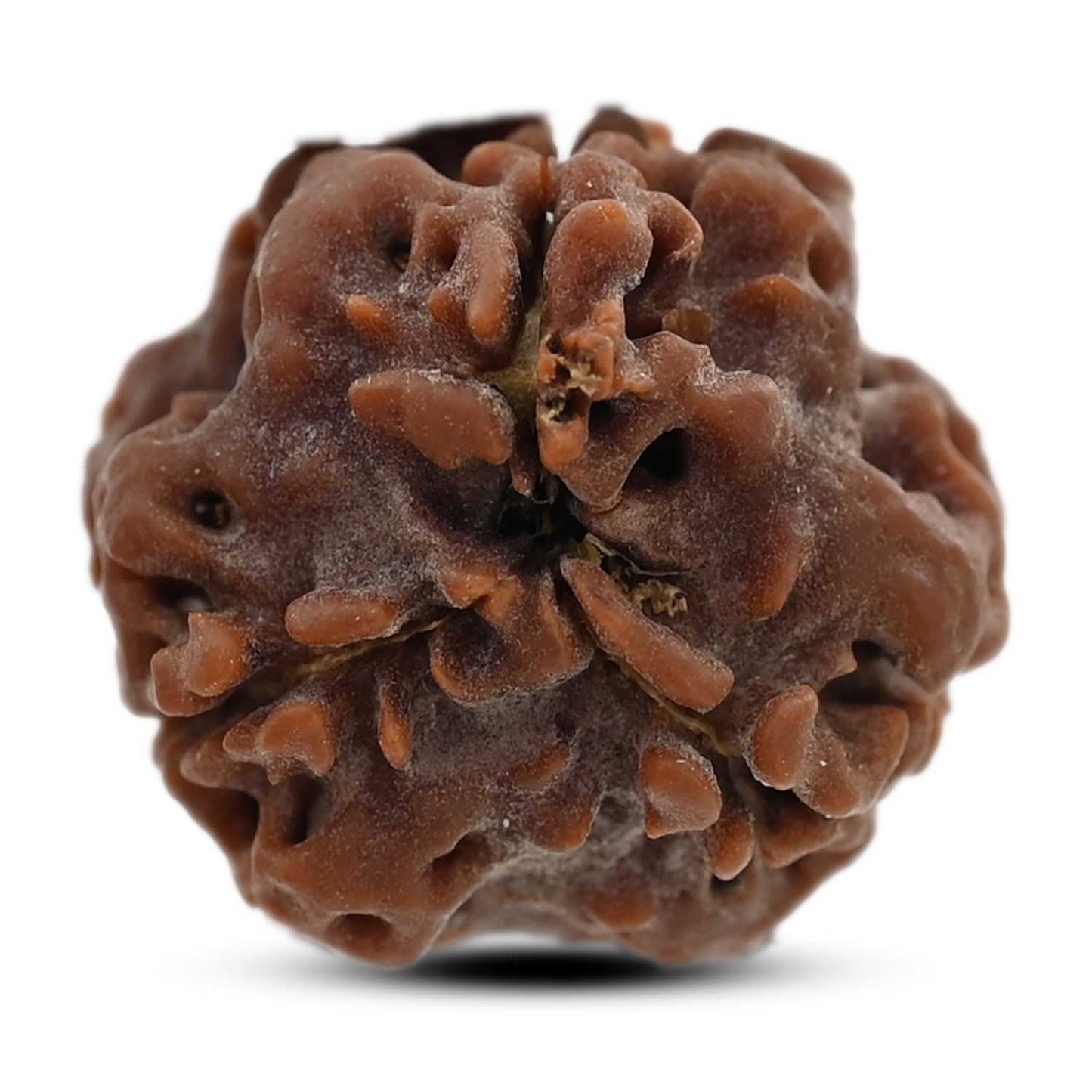3 Mukhi Rudraksha (Nepal) 21.04 M.M.