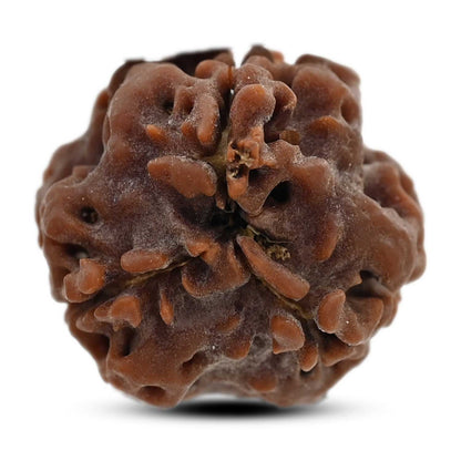 3 Mukhi Rudraksha (Nepal) 21.04 M.M.
