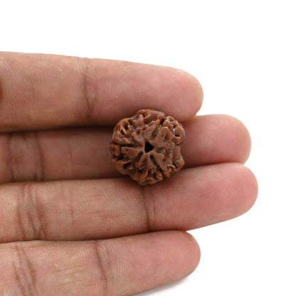 3 Mukhi Rudraksha (Nepal) 21.04 M.M.