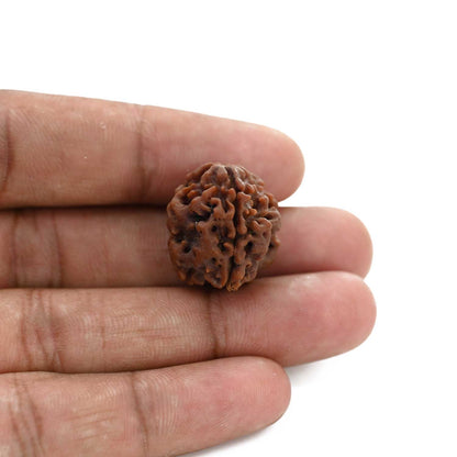 3 Mukhi Rudraksha (Nepal) 21.04 M.M.